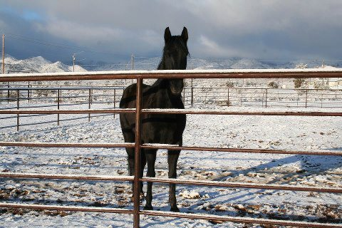 Horses Services