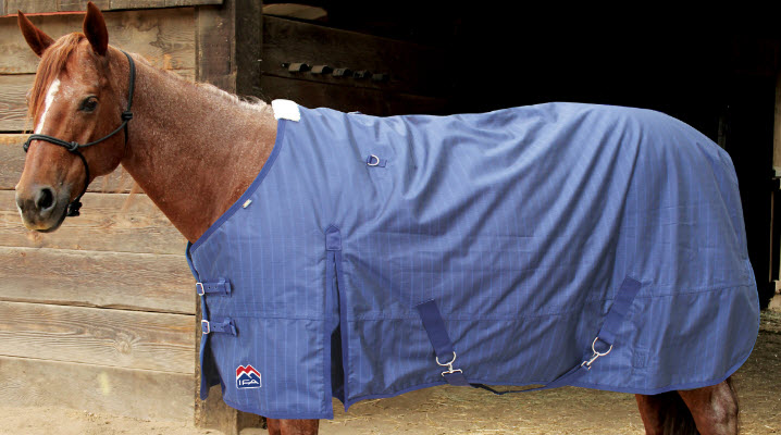 Equine