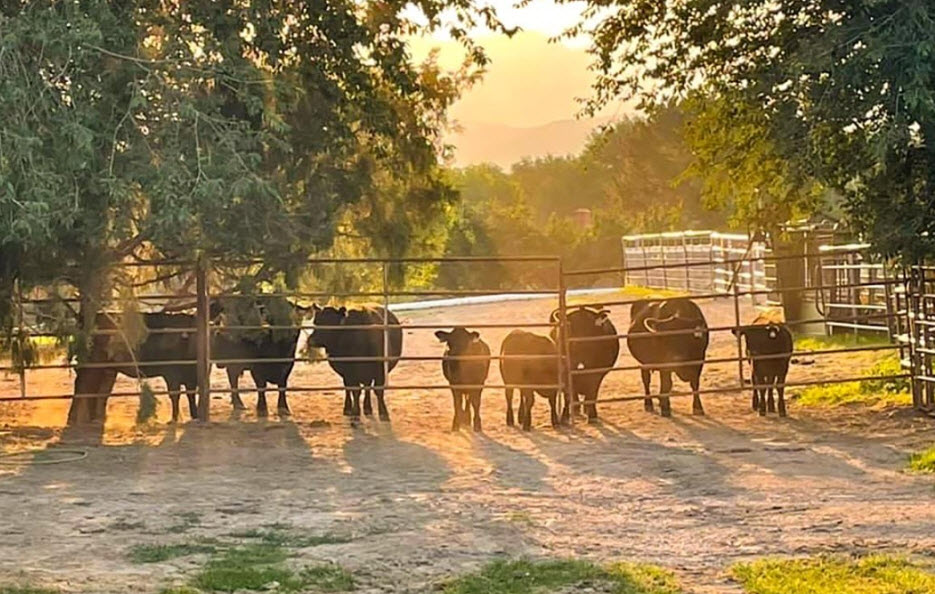 Fencing and Livestock