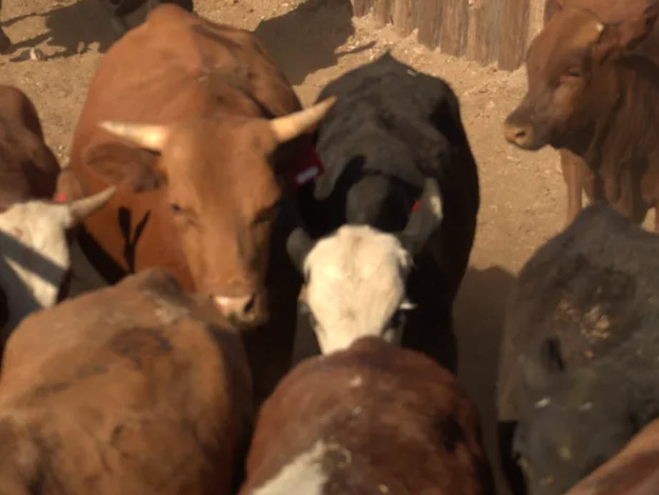 Spring Cattle Gathering