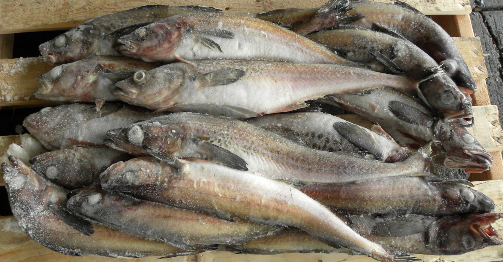 Alaska Pollock