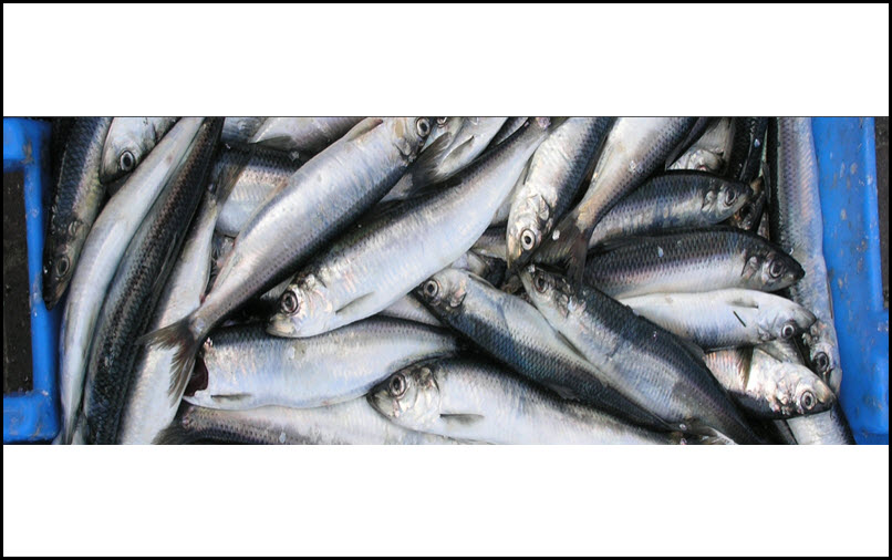 Atlantic Herring