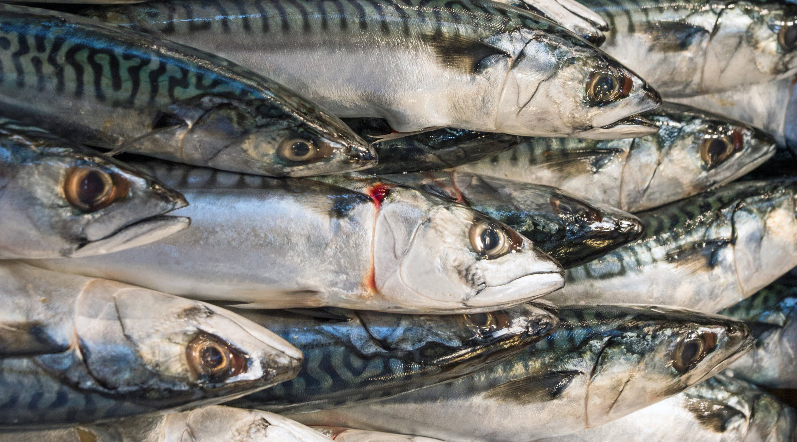 Atlantic Mackerel