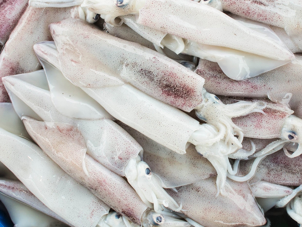 California Squid