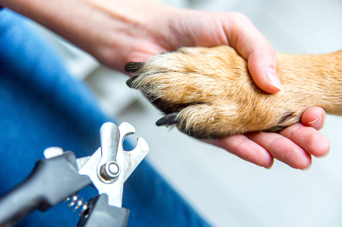 Nail Trimming