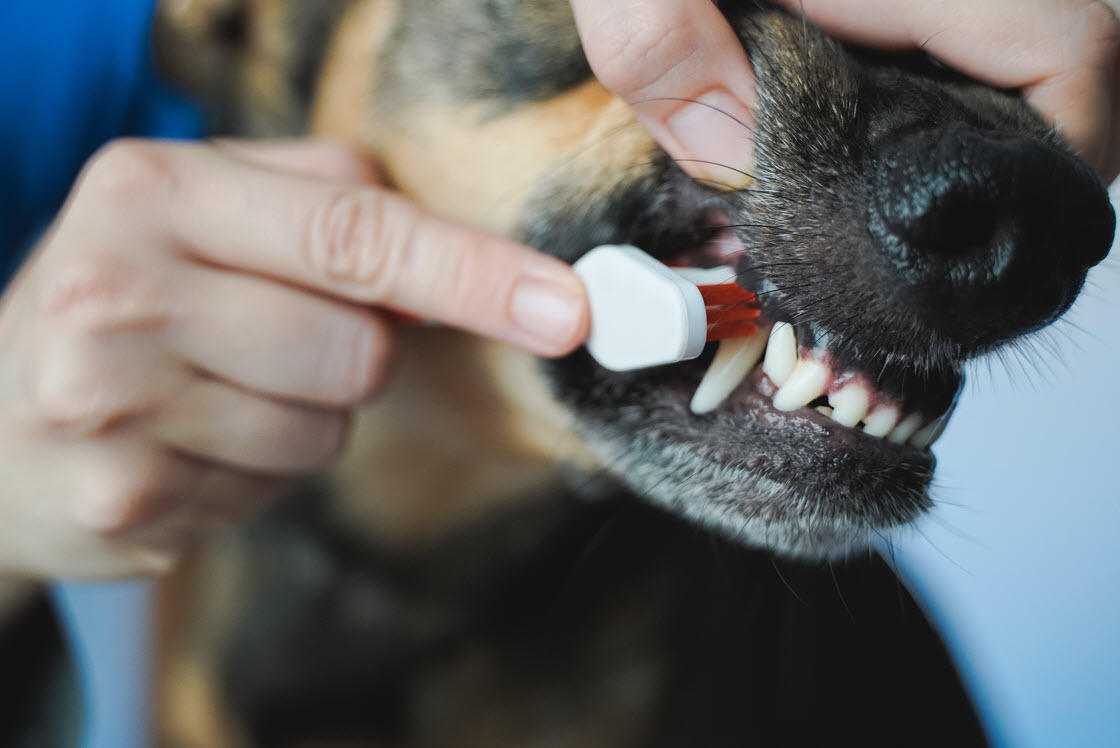 Teeth Brushing