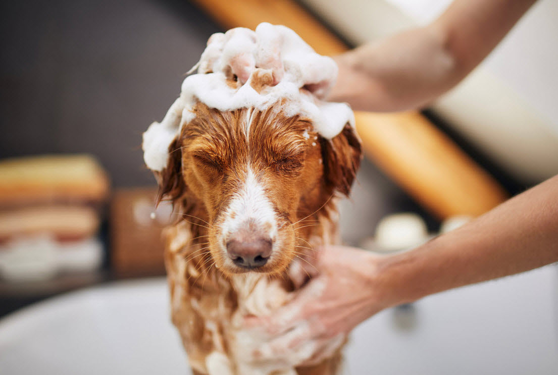 Specialty Shampoos and Treatments