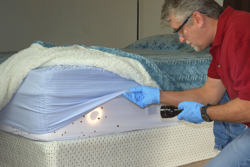 Bed Bug Extermination