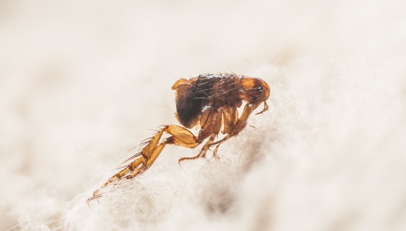 Flea and Tick Treatment