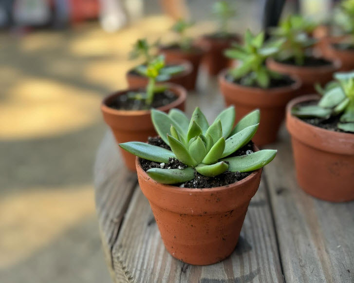 Plants