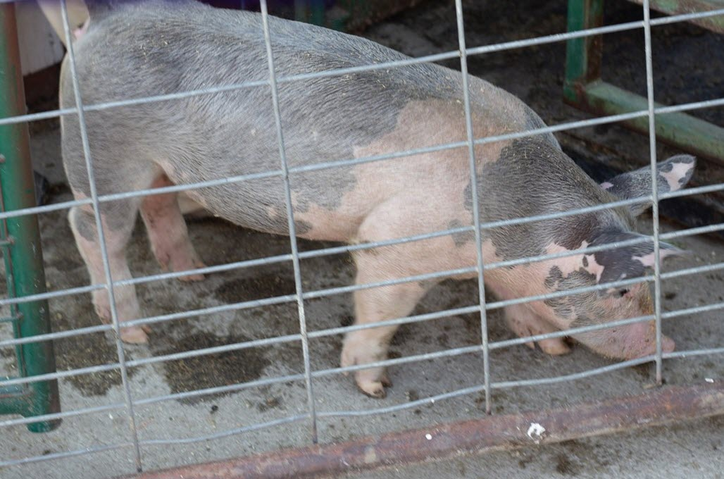 Livestock Auction