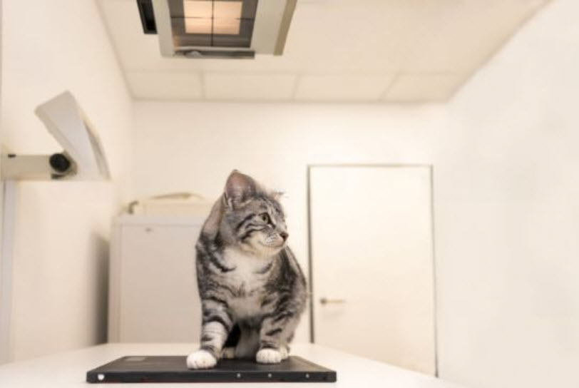 Pet Radiology