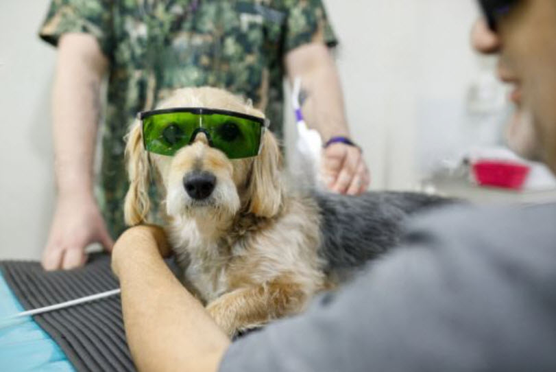 Pet Therapeutic: Cold Laser