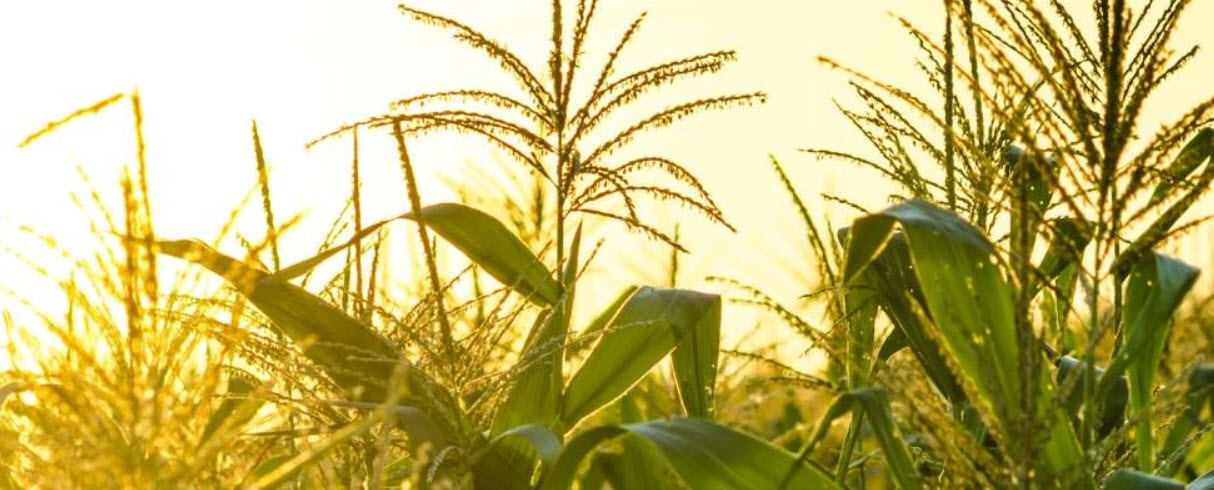 Agriculture Lending