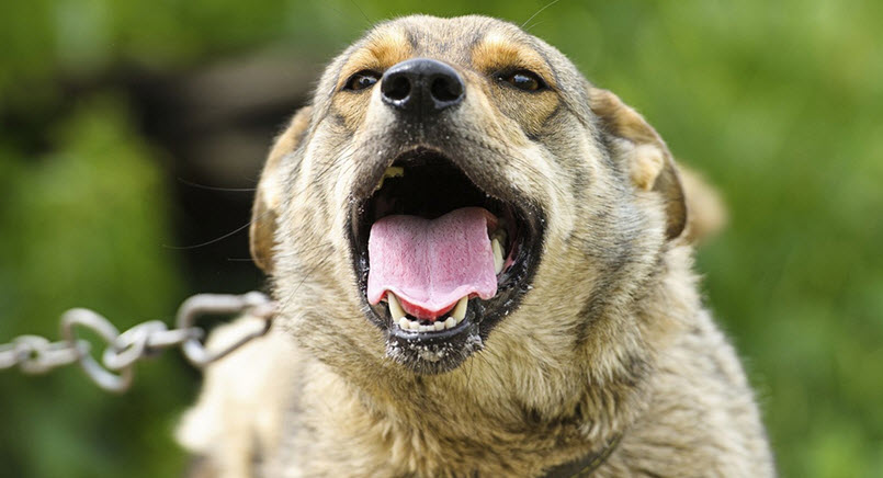 Dog Bite