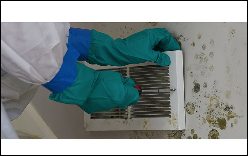 Mold Inspection and Removal