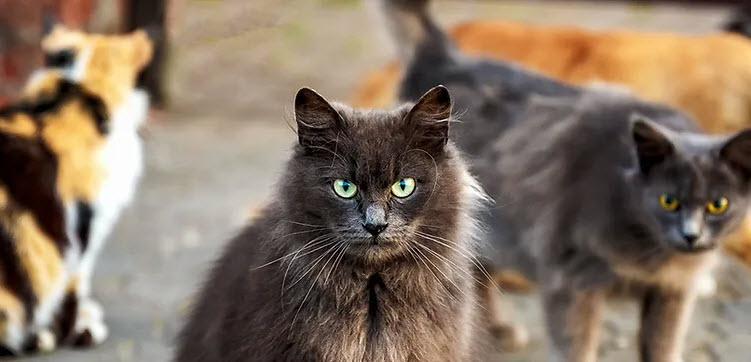 Barn Cat Program