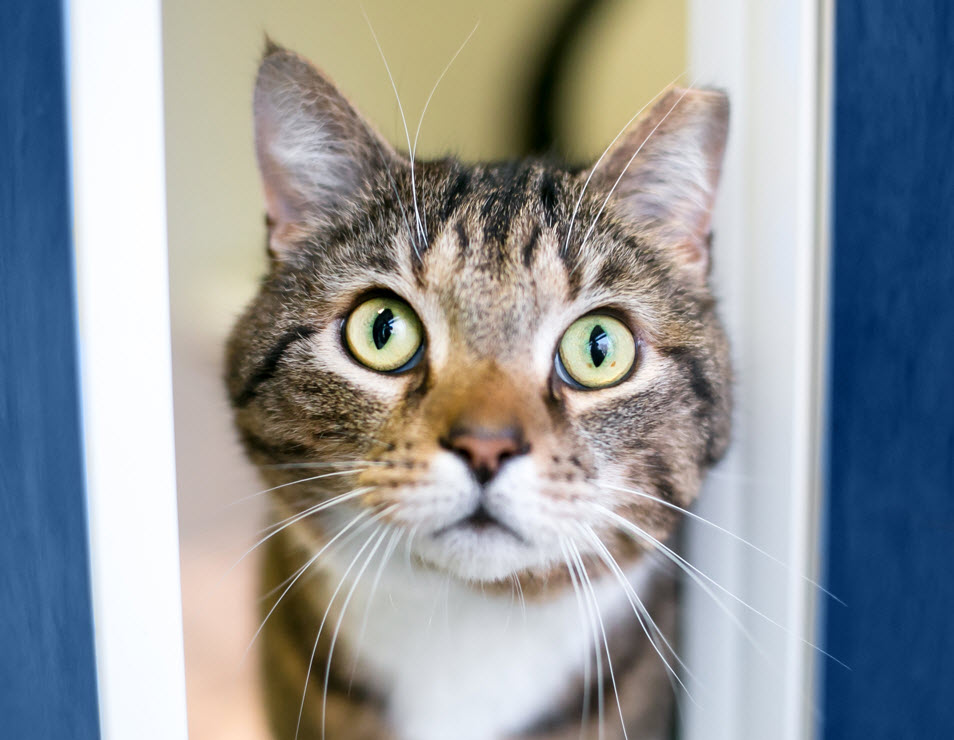Spay/Neuter Program