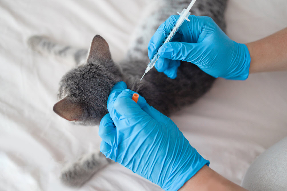 Low-Cost Vaccination Clinics
