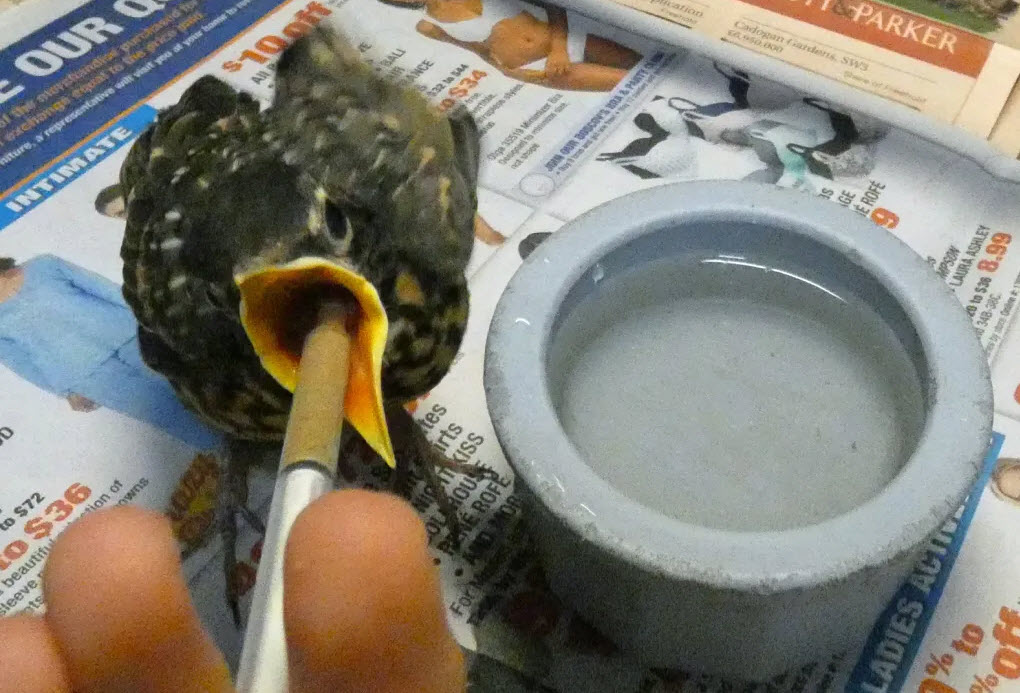 Wild Bird Clinic