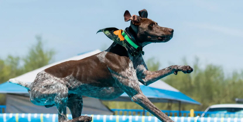 Dock-Diving & Agility