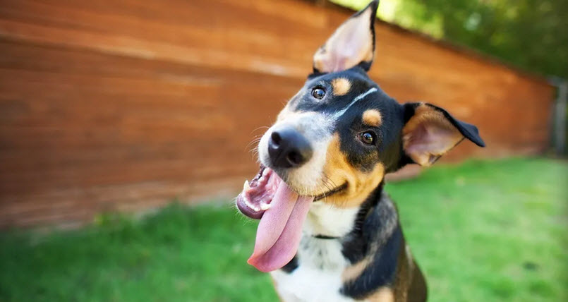  Indoor/Outdoor Dog Park