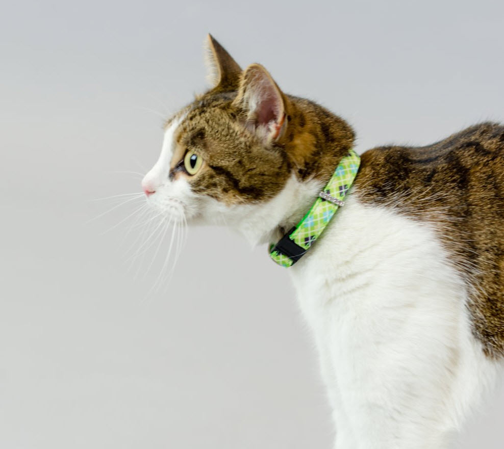 Green Argyle - Kitty