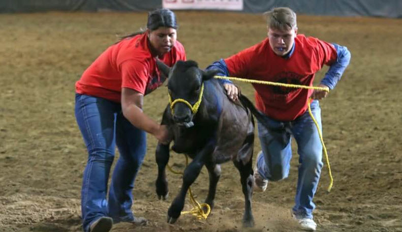 Calf Scramble