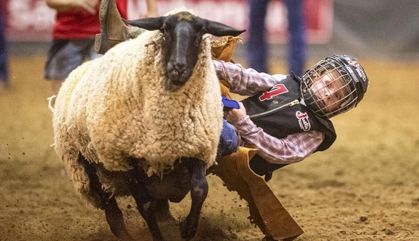 Mutton Busting