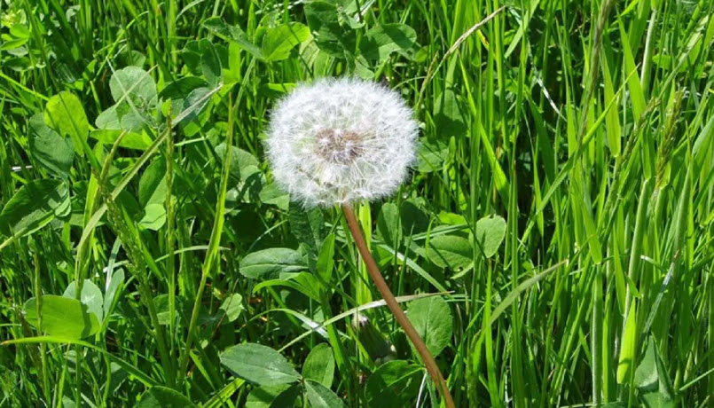 Weed Control