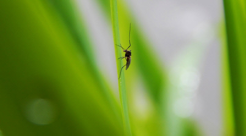 Mosquito Control