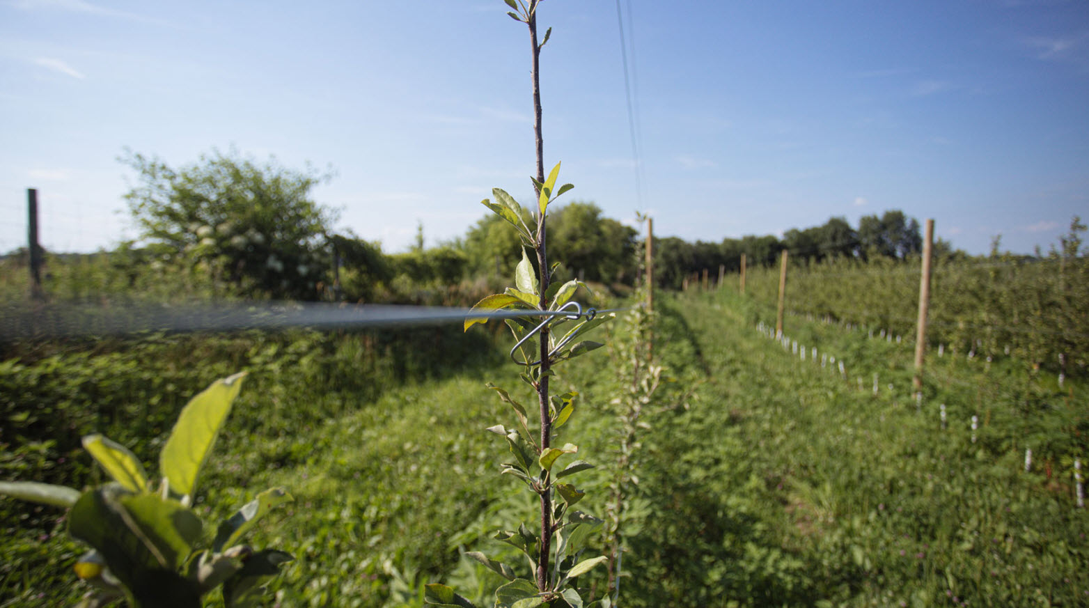 Test Orchard