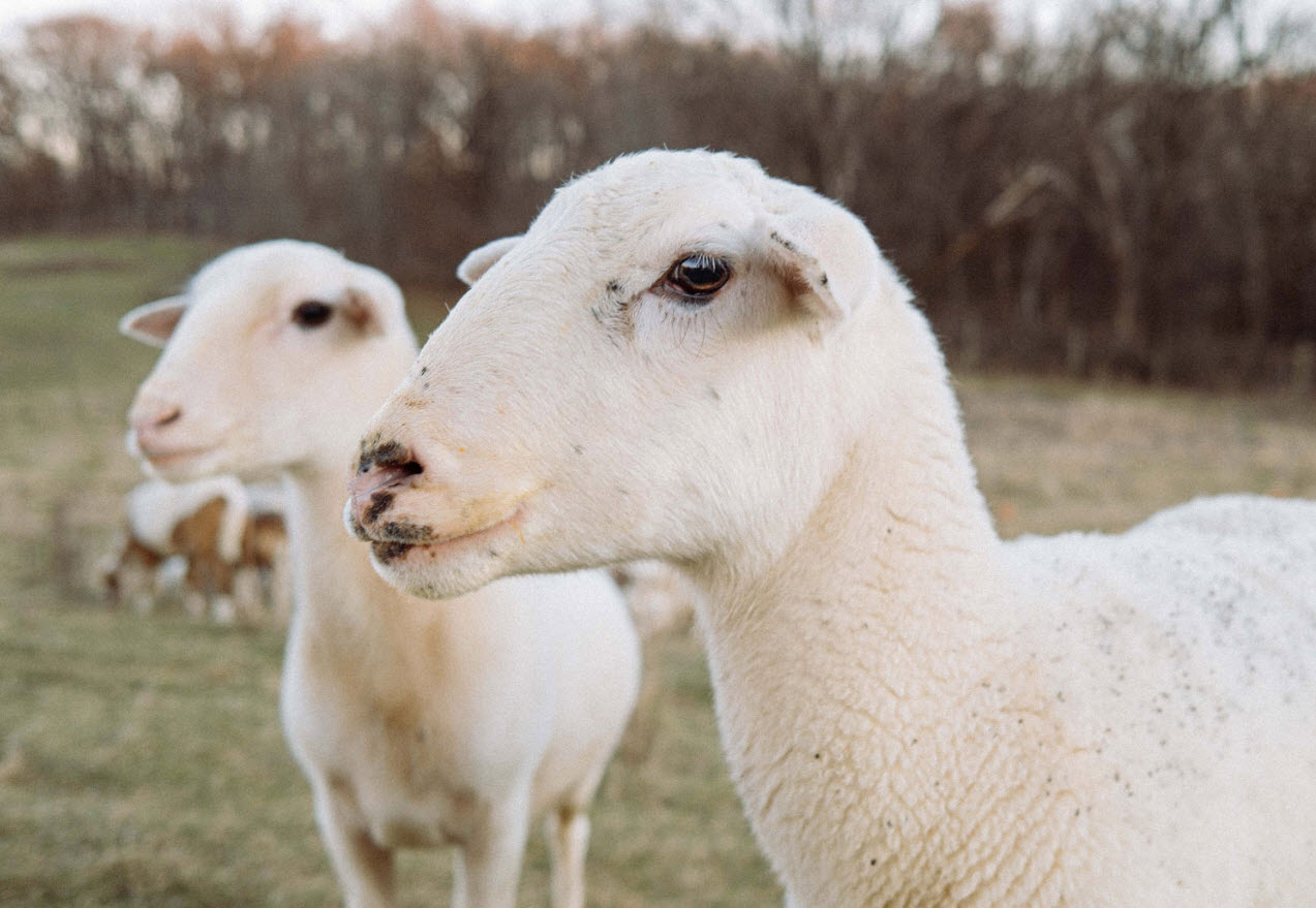 Katahdin Sheep