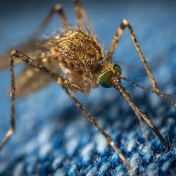 Mosquitoes