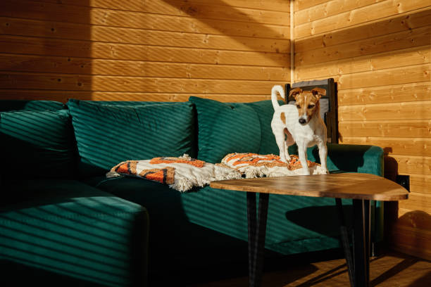 Pet-Friendly Accommodations