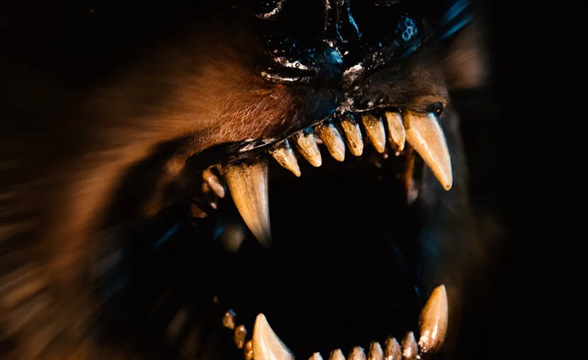Dog Bites