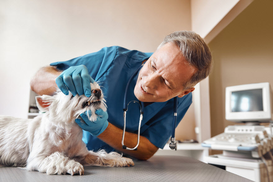 Dental Cleanings