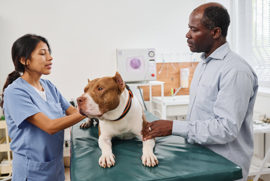 Wellness Exams