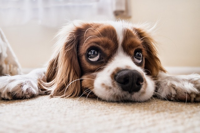 Pet Insurance