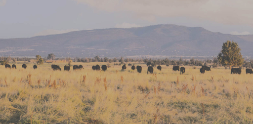 Central Oregon Ranch Supply