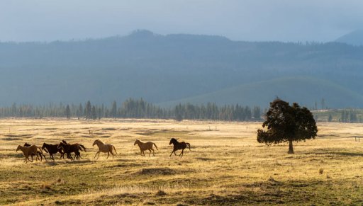 Central Oregon Rancher Magazine