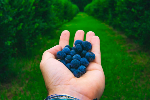 Patten Berry Farms