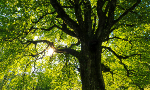 Conine Tree Service