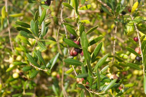 Georgia Olive Farms